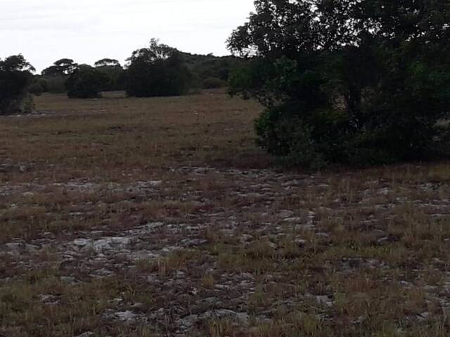 #1564 - Fazenda para Venda em Campos dos Goytacazes - RJ - 2